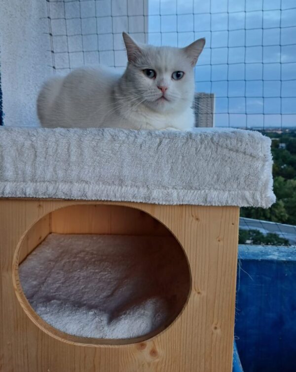 Katze Cleopatra